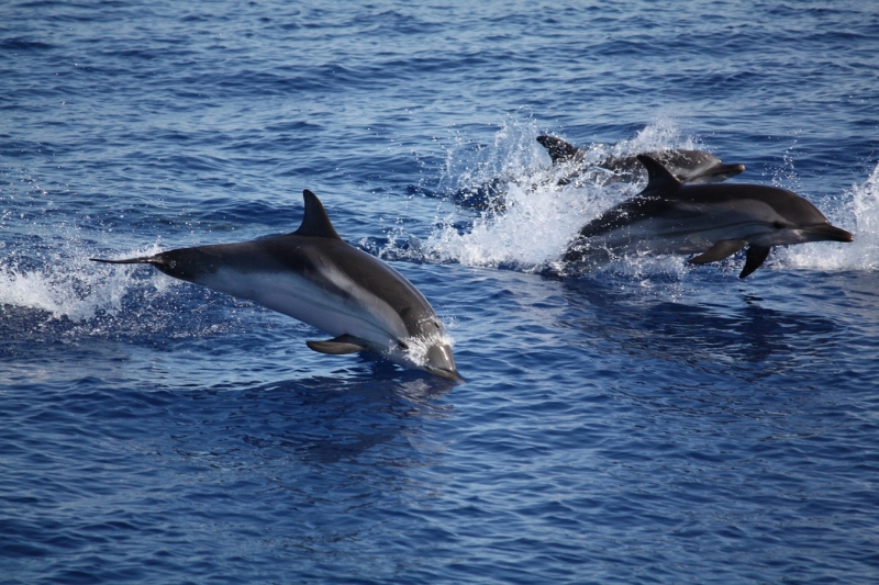 Tour in Puglia ''Tra Pescaturismo e Archeotour'' 