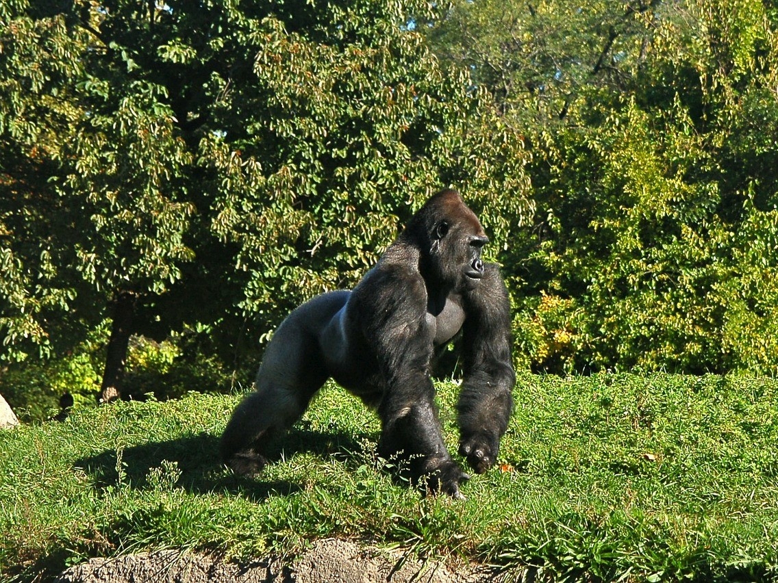 Safari fotografico tra Gorilla e Big Five 