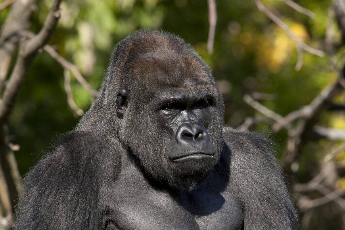 Safari fotografico tra Gorilla e Predatori 