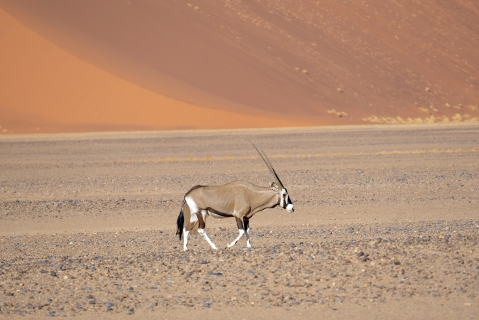 Safari nella splendida Namibia TOUR AFRICA