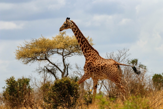 Fuoristrada 4x4 tra i Parchi del Sud Kenia TOUR AFRICA