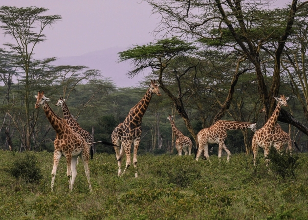 Kenia in fuoristrada 4x4 - 7 giorni con Autista/Ranger TOUR AFRICA